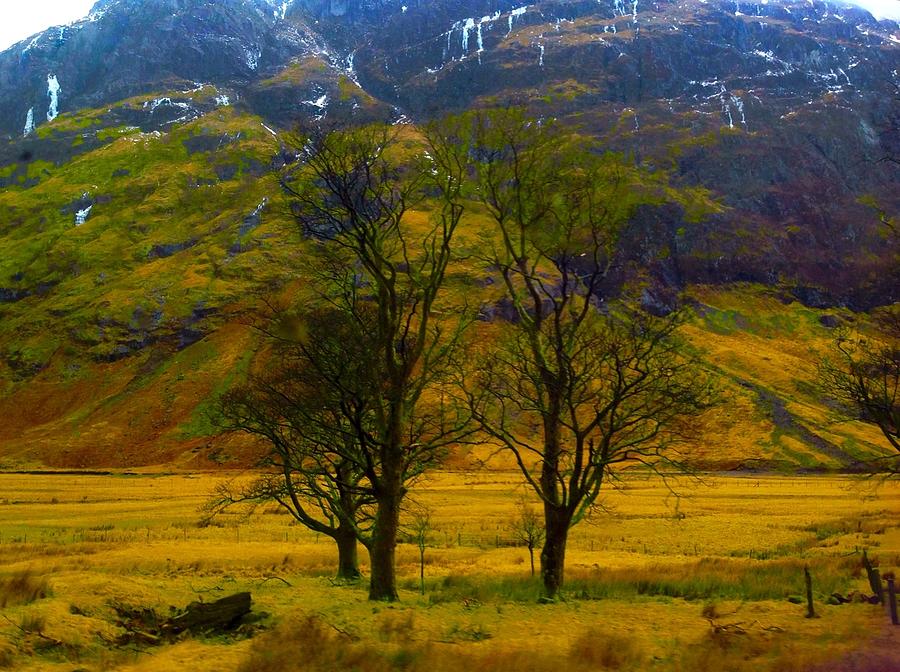 Trees on The West Highland Way Photograph by Joan-Violet Stretch