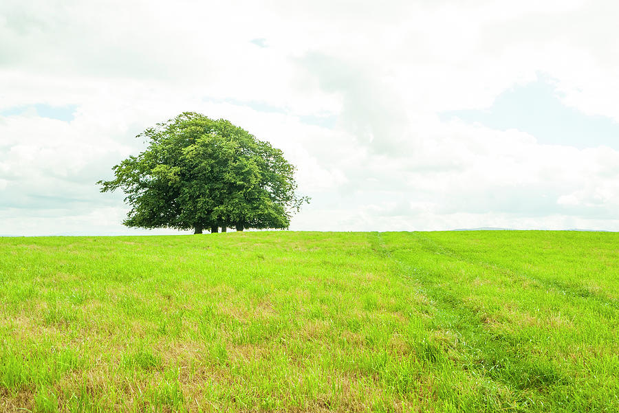 Trees On Top Of A Hill In A Green Field Photograph by Leverstock