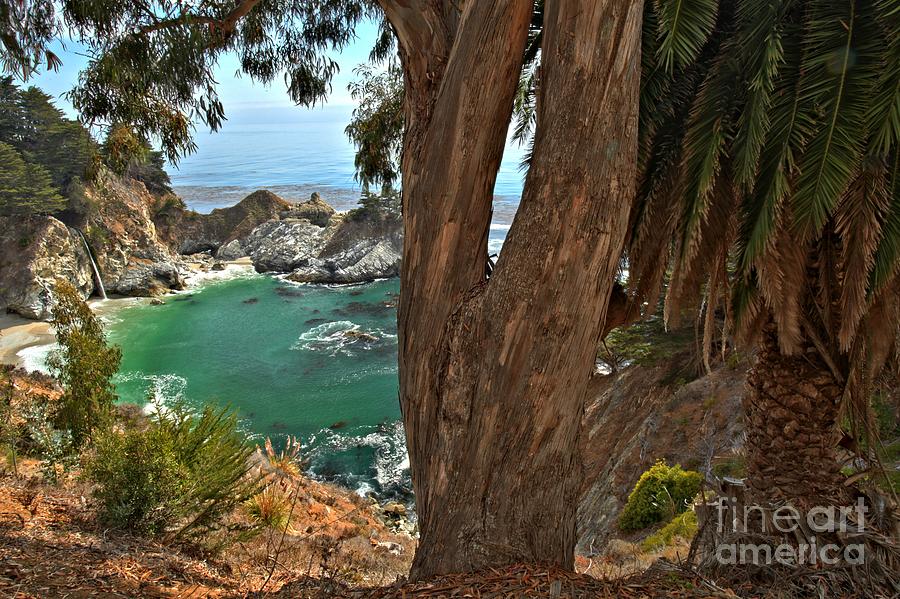 Trees Over McWay Falls Photograph by Adam Jewell