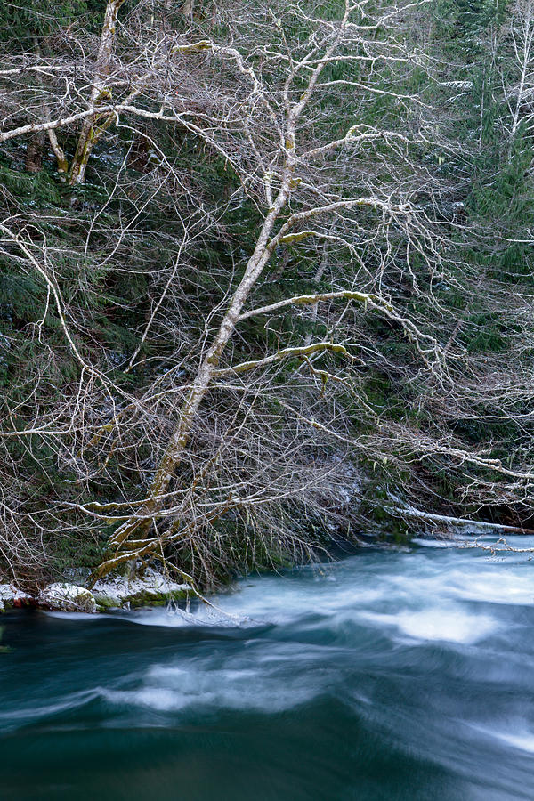Trees over the Chilliwack River Photograph by Michael Russell