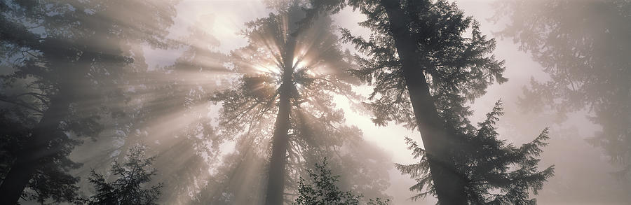 Redwood National Park Photograph - Trees Redwood National Park by Panoramic Images