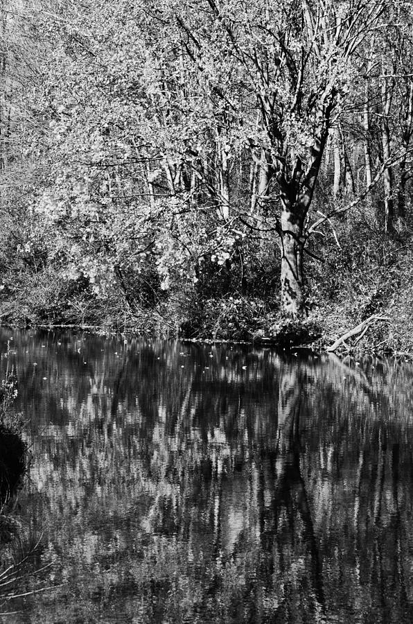 Trees Reflection Photograph by Maisie Anderson - Fine Art America