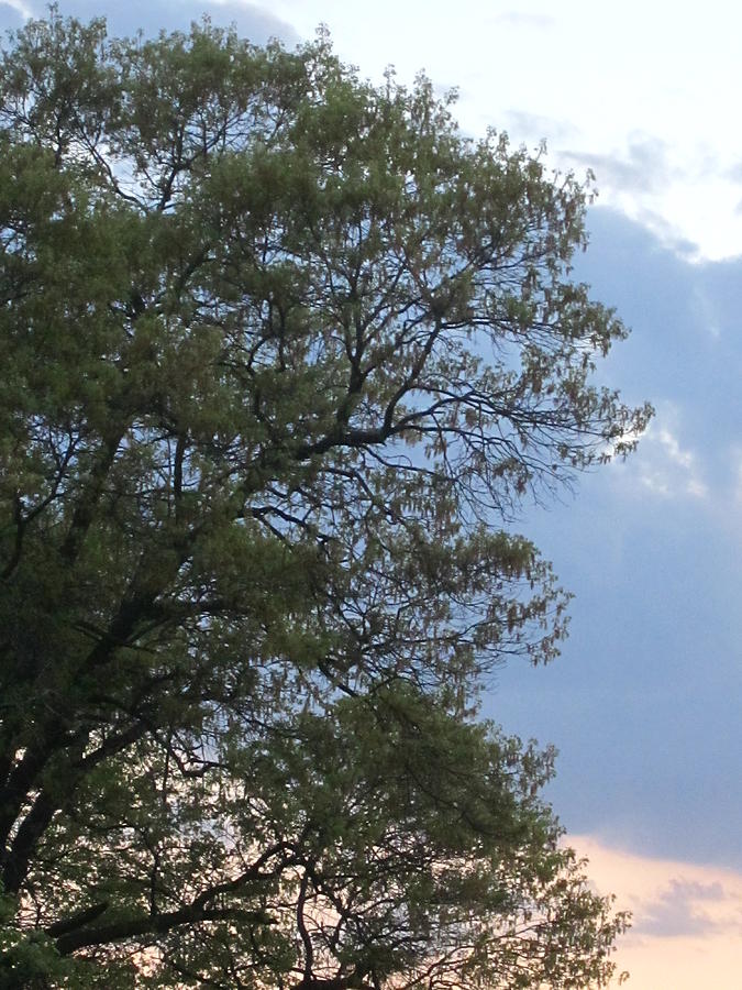 Trees Remember Photograph by Guy Ricketts Fine Art America