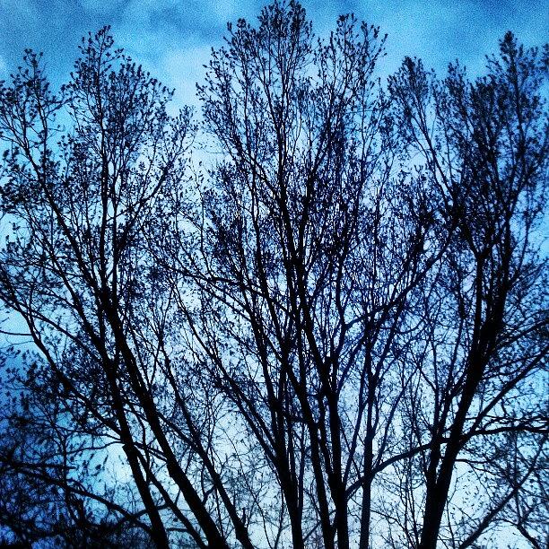 Nature Photograph - #trees #roots #sky #nature #outdoors by Chelsea Qualls