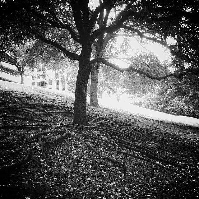 Nature Photograph - #trees #shadows #light #nature by Matt Gannon