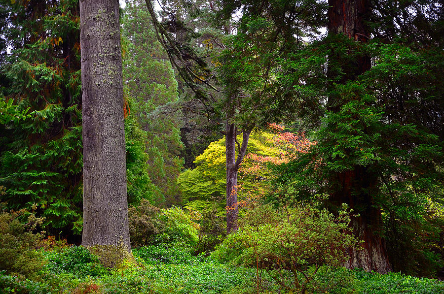 Trees Show. Benmore Botanical Garden. Scotland Photograph by Jenny Rainbow