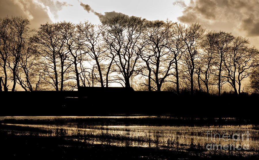 Trees silhouettes Photograph by Mike Santis