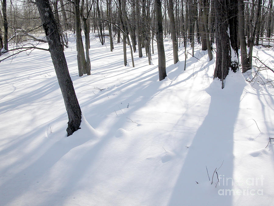 Trees Snow Photograph by Tom Brickhouse