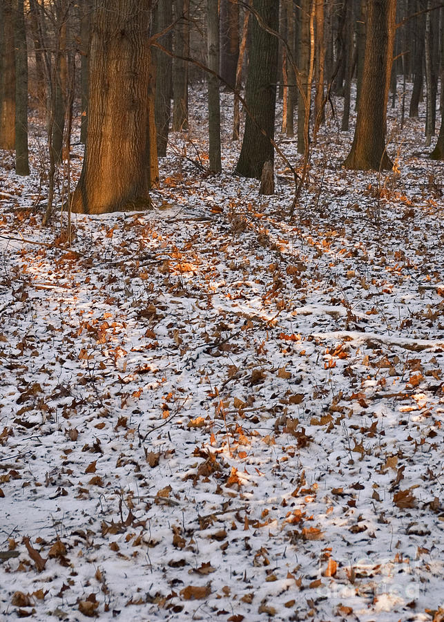 Winter Photograph - Trees by Steven Ralser
