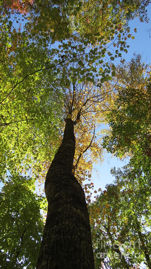 Trees stretching toward Heaven Photograph by Anita Adams