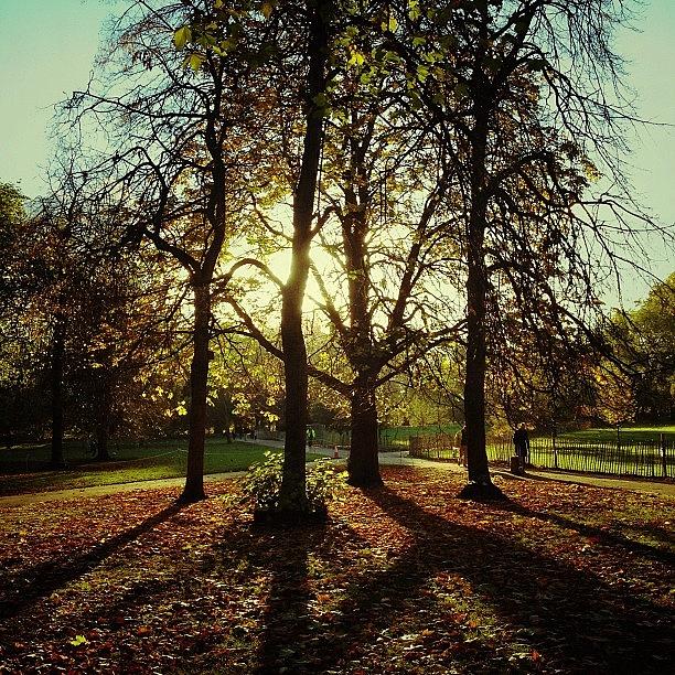 Tree Photograph - St James Park by Marc Gascoigne