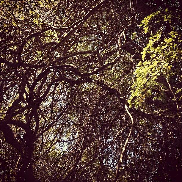 Tree Photograph - #trees #tangled by Sandra Bilokonsky