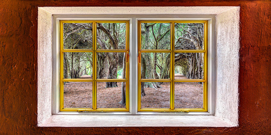 Trees Through a Window Photograph by Semmick Photo