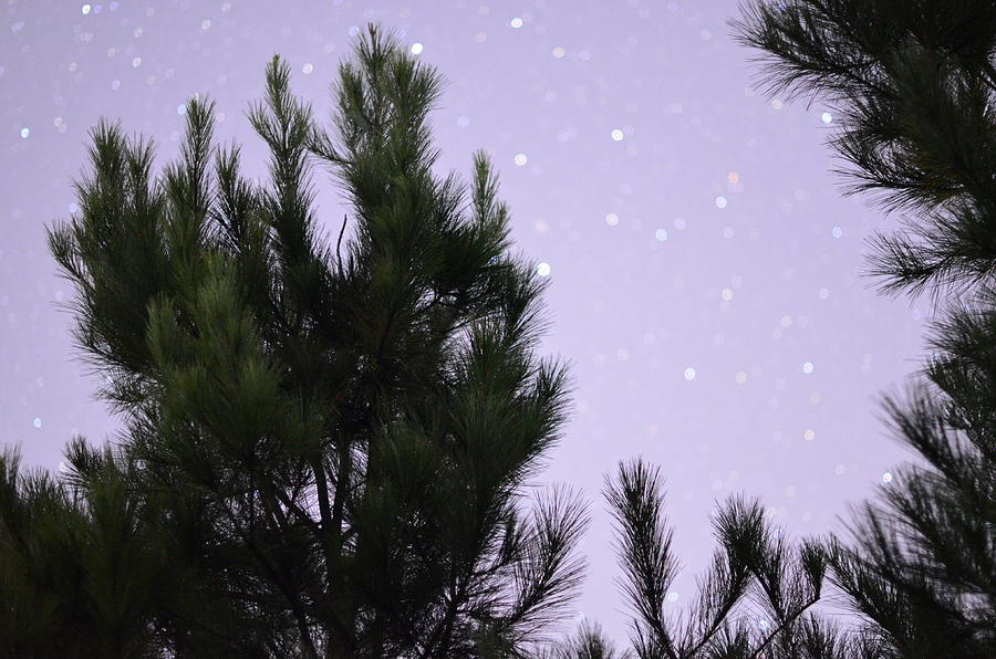 Trees Under the Stars Photograph by David Morefield