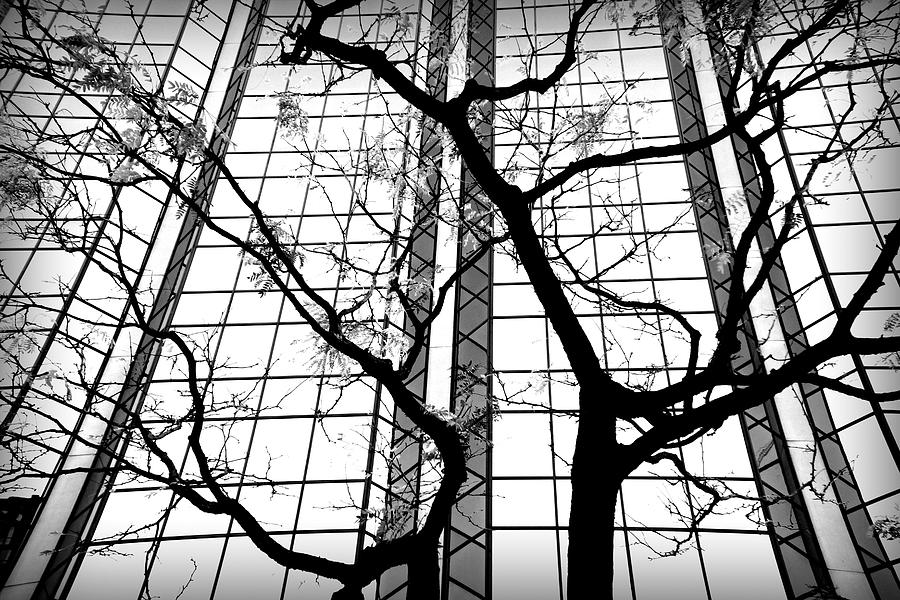 Fall Photograph - Trees Vs Glass by Valentino Visentini