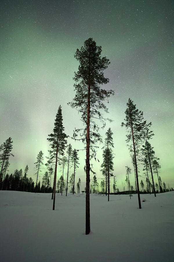 Trees With Aurora Borealis Photograph by Justinreznick