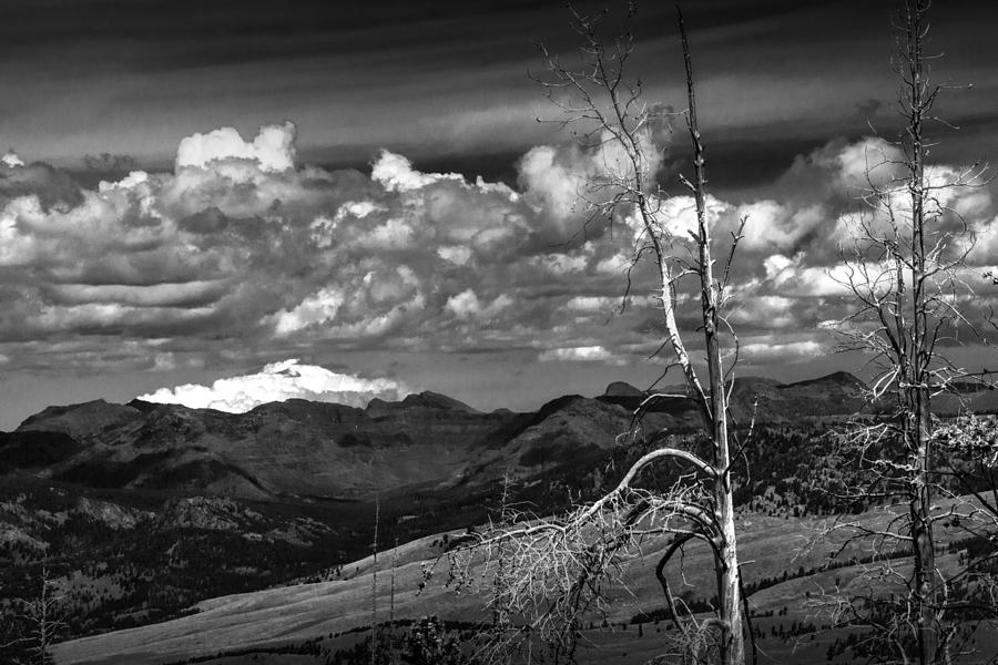 Trees with Billowing Clouds in Yellowstone Photograph by Randall Nyhof