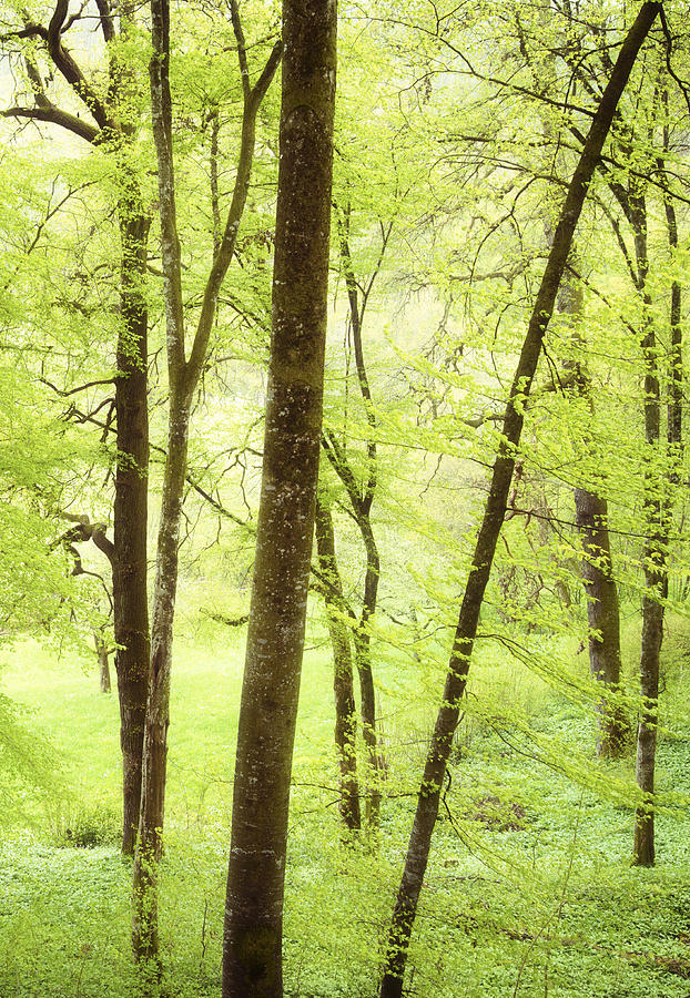 Trees With Bright Green Leaves In Spring Photograph By Matthias Hauser