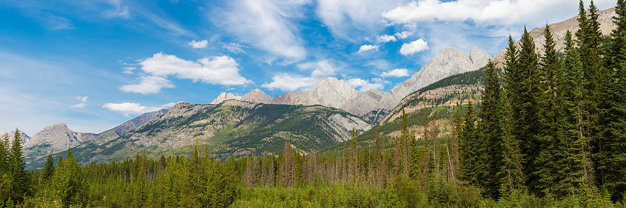 Nature Photograph - Trees With Canadian Rockies by Panoramic Images
