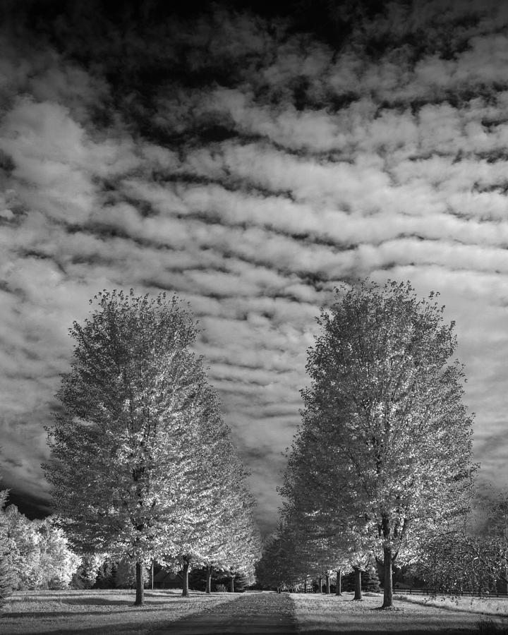Trees with Cirus Clouds Photograph by Randall Nyhof