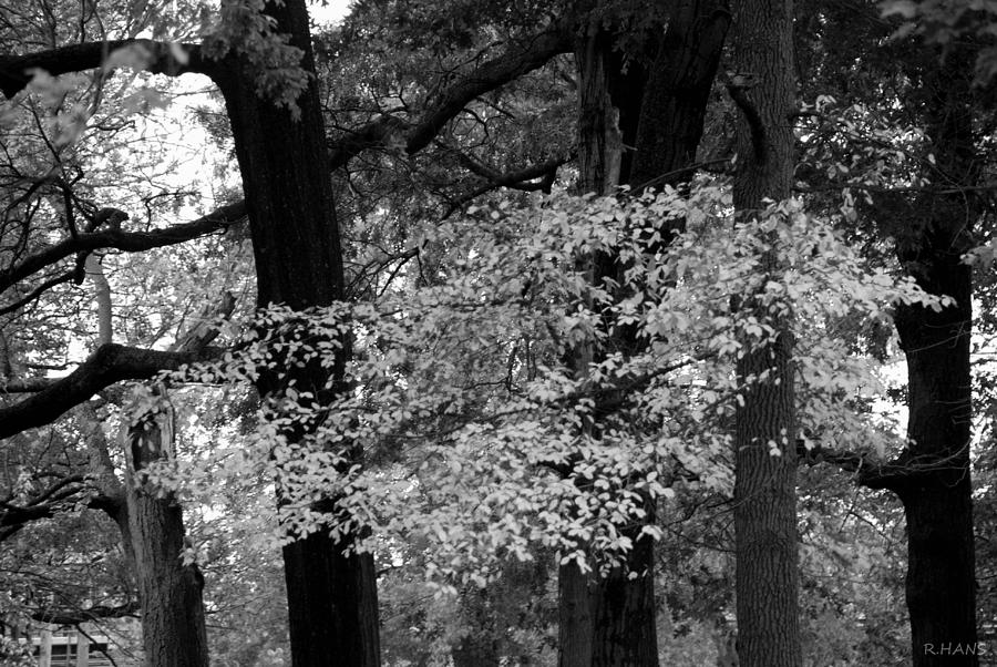 Fall Photograph - TREES WITH COLOR in BLACK AND WHITE by Rob Hans