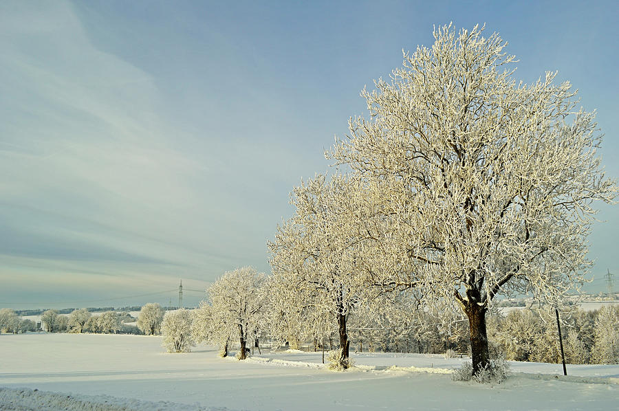 Trees With Hoar Frost In Winter Photograph by Jochen Schlenker