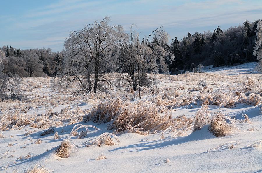 Trees with ice Photograph by Douglas Pike