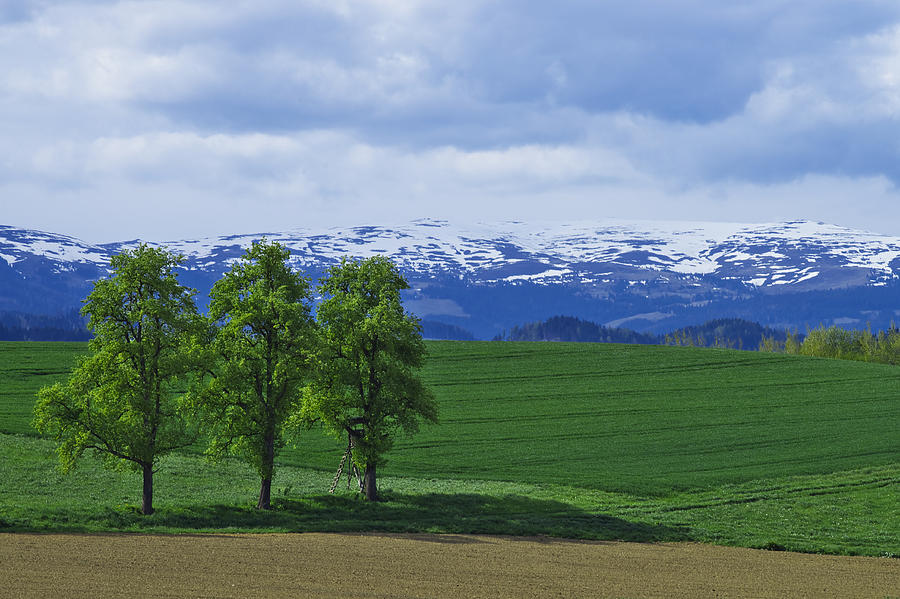 Trees with mountains Photograph by Ivan Slosar