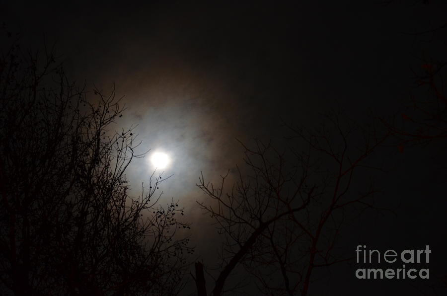 Treetop Moonlight 2013 Photograph by Maria Urso