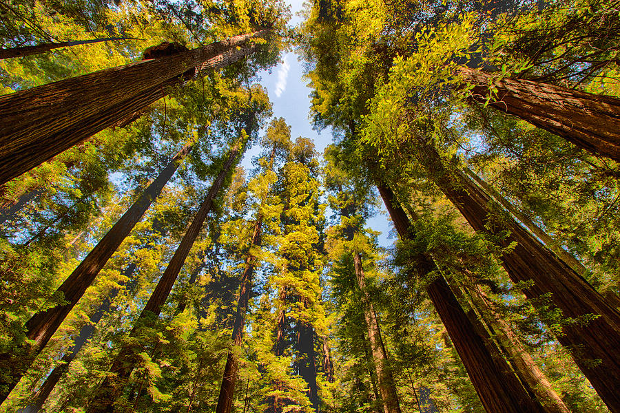 Treetop Rooftop - California Redwoods I Photograph by Dan Carmichael
