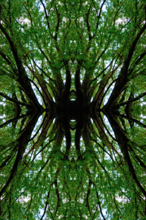 Treetops Abstract Photograph by Denise Beverly