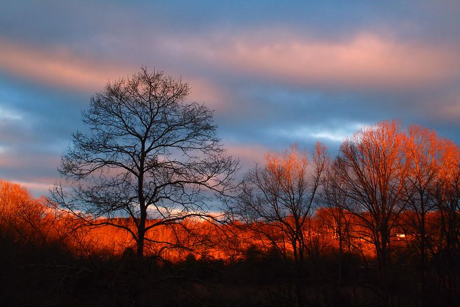 Treetops Dawn Photograph by Kathryn Meyer | Fine Art America