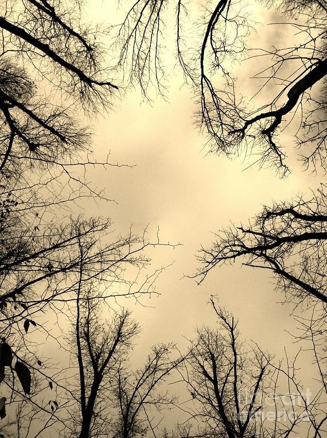Treetops in Sepia Photograph by Maureen Cavanaugh Berry