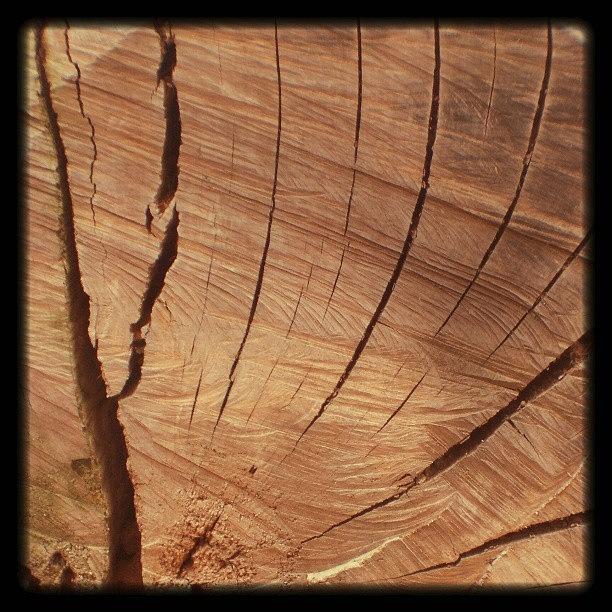 Nature Photograph - #treewood #beautiful #tree #nature by Juan Parafiniuk