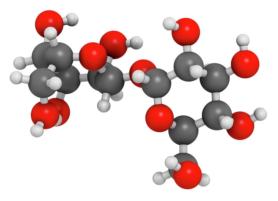 Trehalose Sugar Molecule by Molekuul