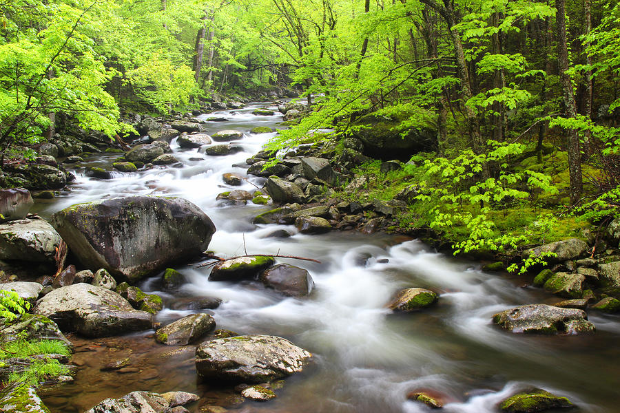 Tremont Spring - Great Smoky Mountains Photograph