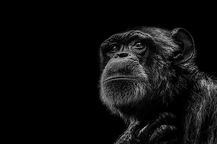 Chimpanzee Photograph - Trepidation by Paul Neville