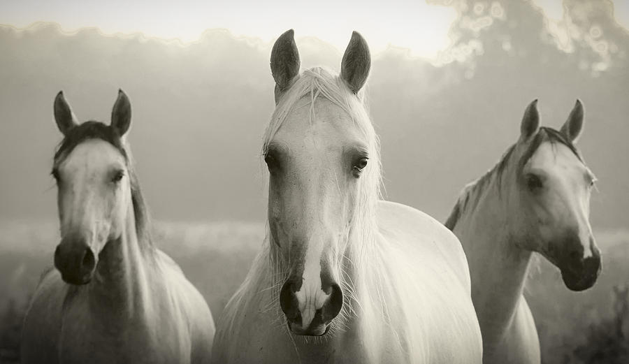 Black And White Photograph - Tres Amigos by Ron  McGinnis