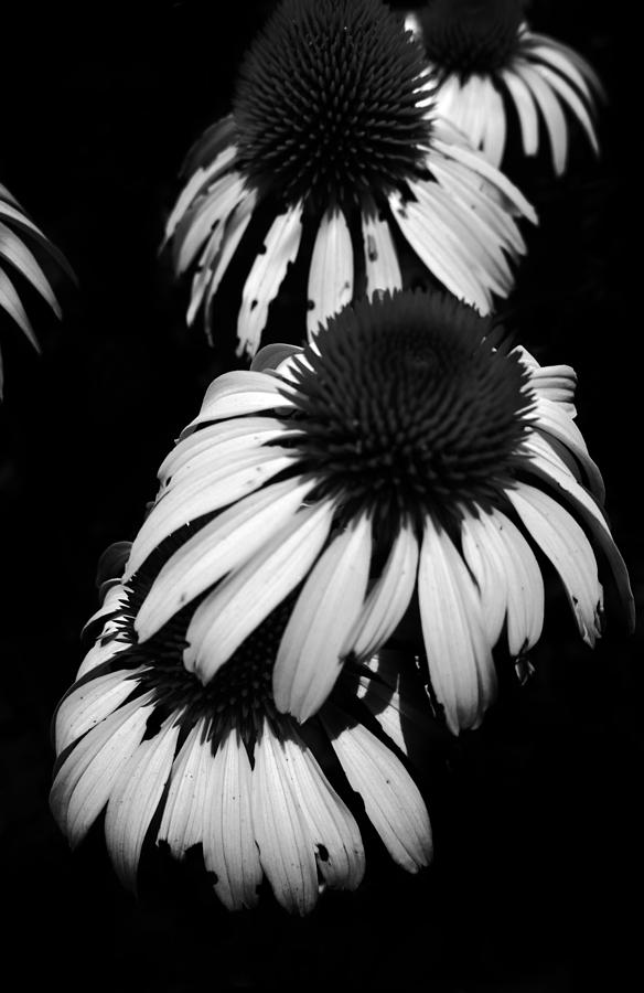 Tres Flora Photograph by Kelly Hazel