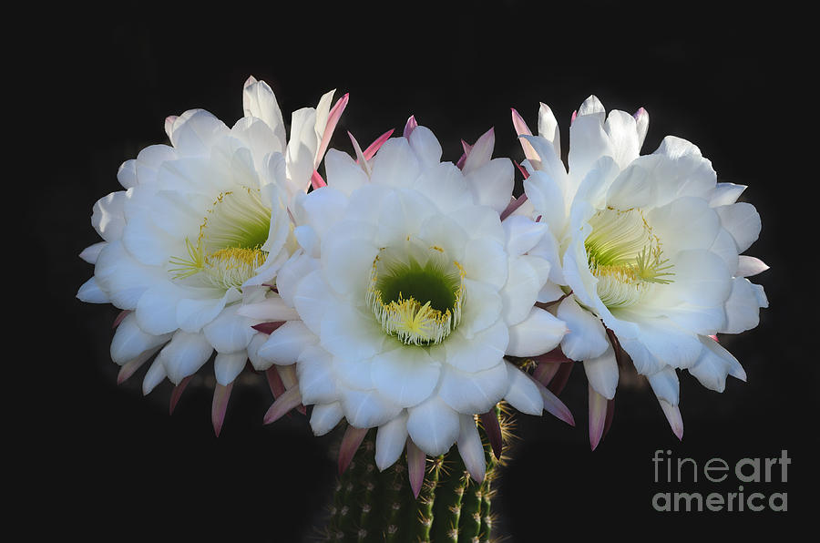 Tres Flores Photograph by Tamara Becker
