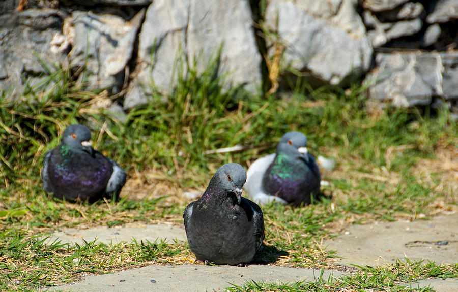 Tres Pigeons Photograph by Matt Swinden