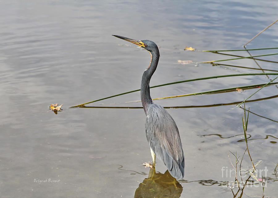 Heron Photograph - Tri At The Pond by Deborah Benoit