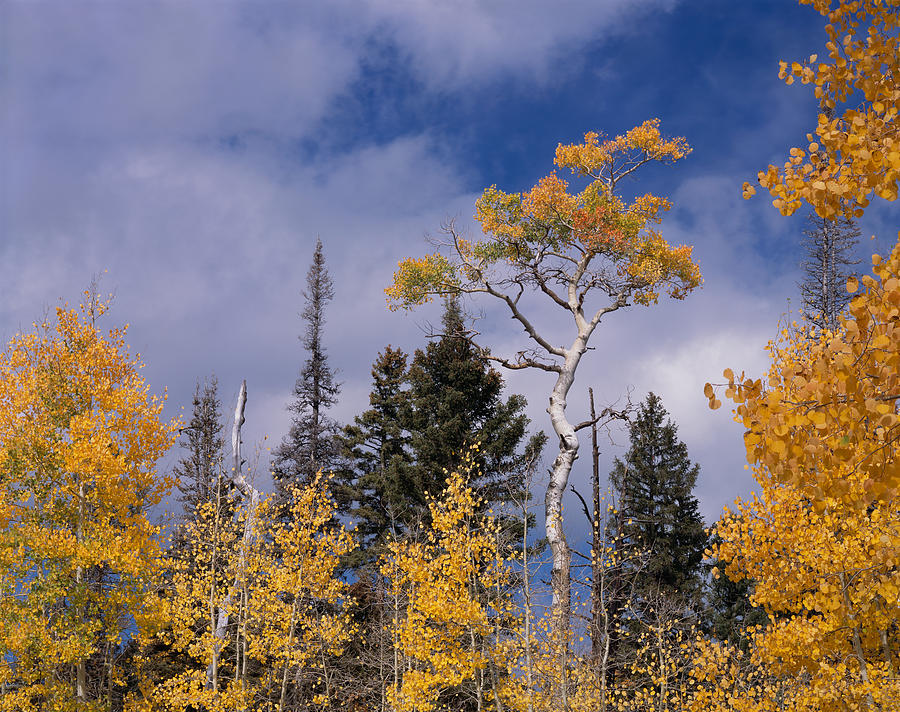 Tri-Color Aspen Photograph by Tom Daniel