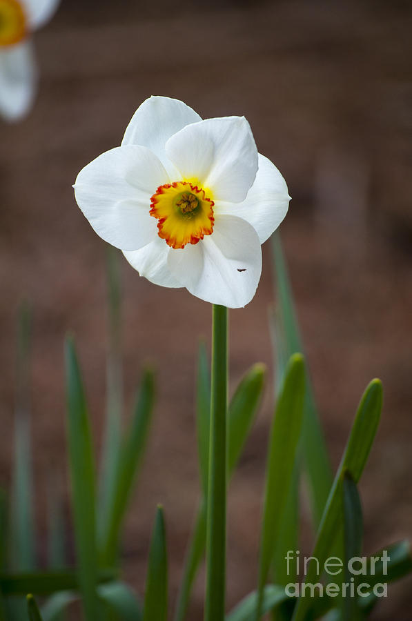 Spring Photograph - Tri color daffodil by M J