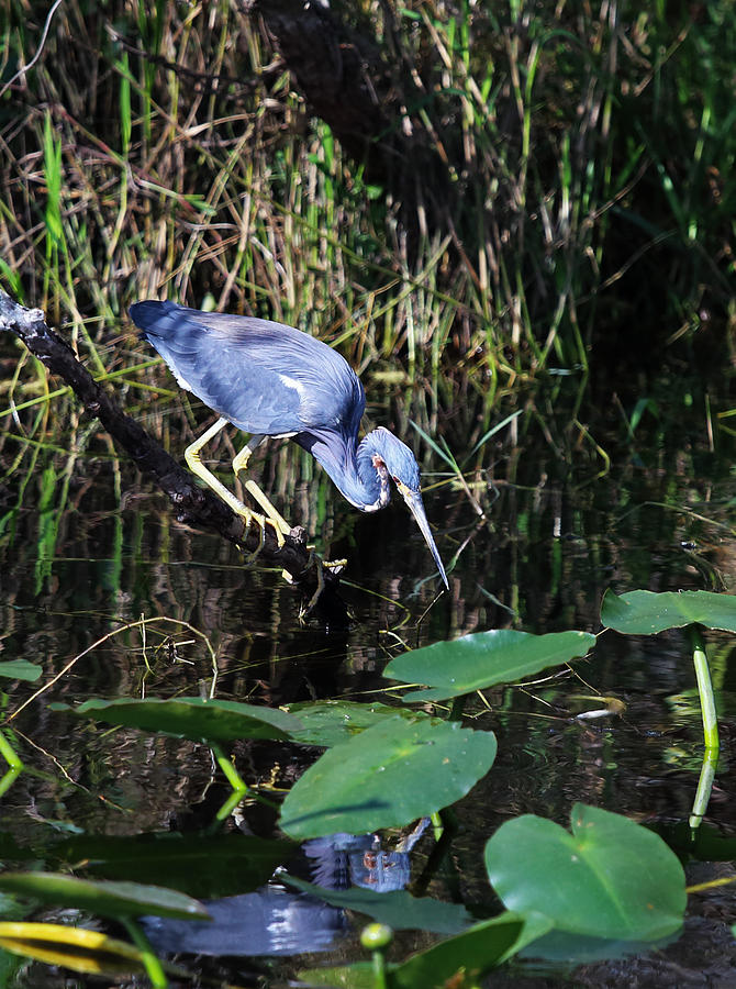 Tri Color Heron at Shark Valley Photograph by Jean Clark