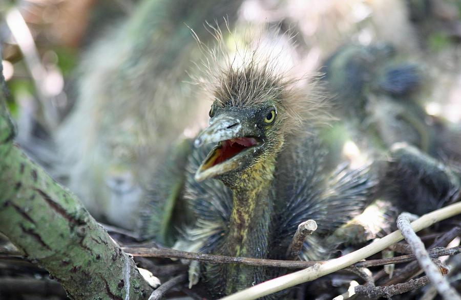 Tri Color Heron Chick Photograph by Jean Clark