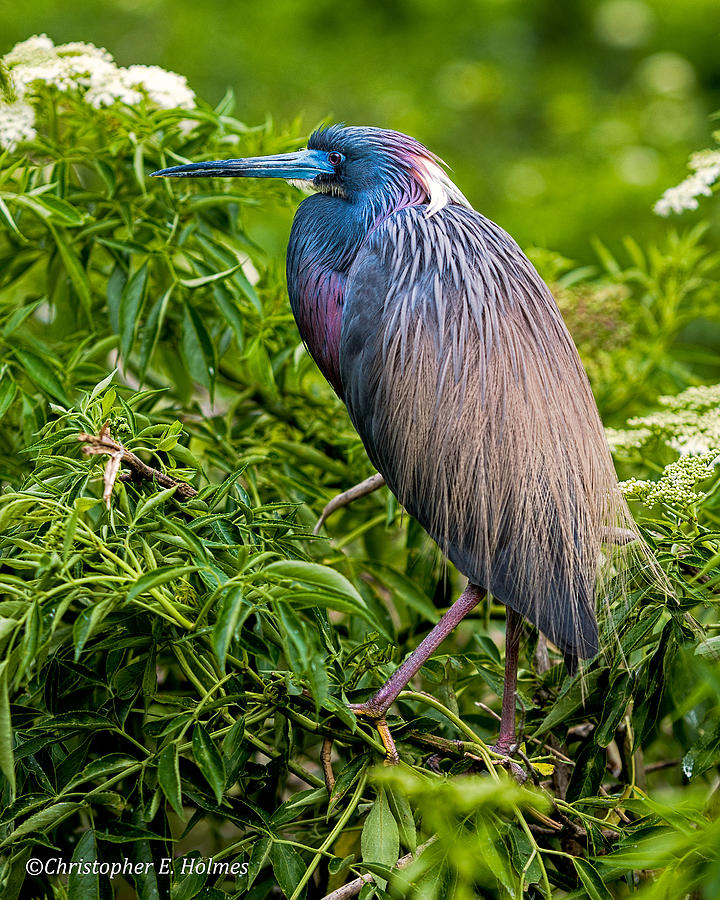 Tri-Color Heron Photograph by Christopher Holmes