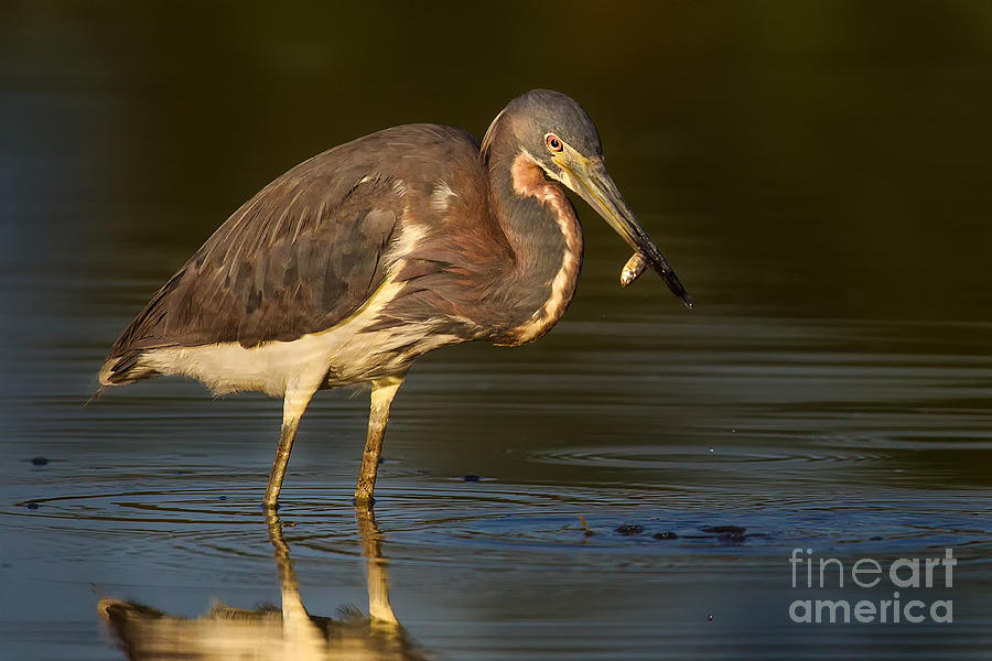 Heron Photograph - Tricolor Heron with Small Fish by Jerry Fornarotto