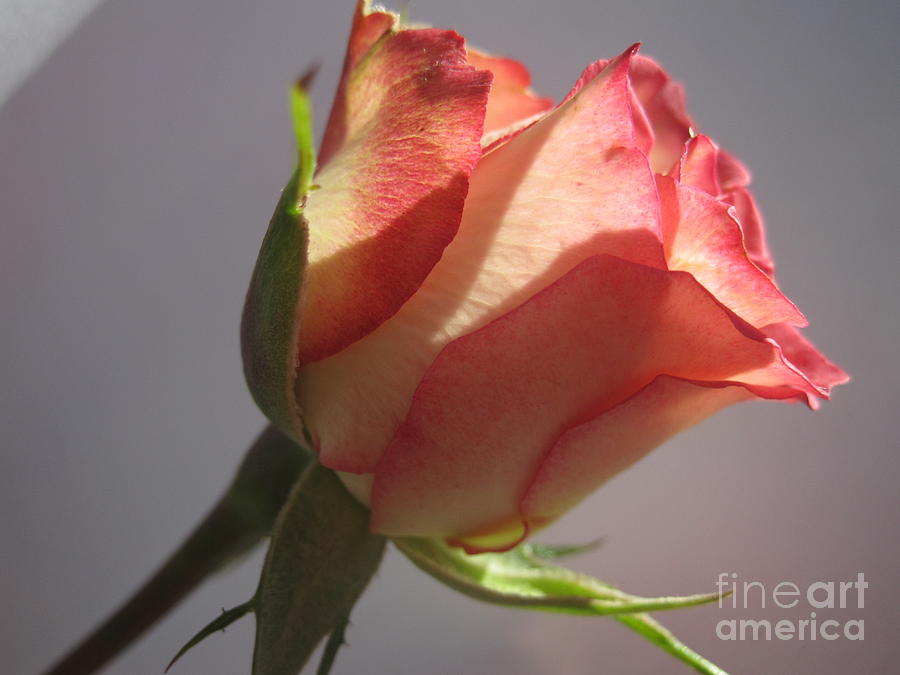 Tri-Color Macro Rose 3 Photograph by Tara  Shalton