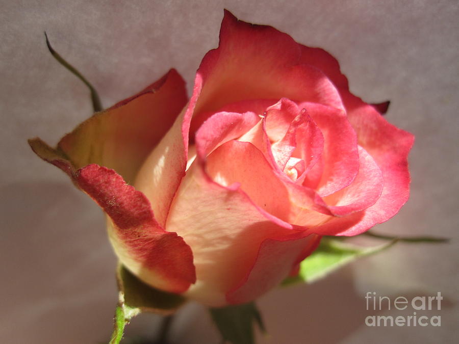 Tri-Color Macro Rose 7 Photograph by Tara  Shalton